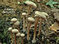 Tubaria conspersa-amf1910-1